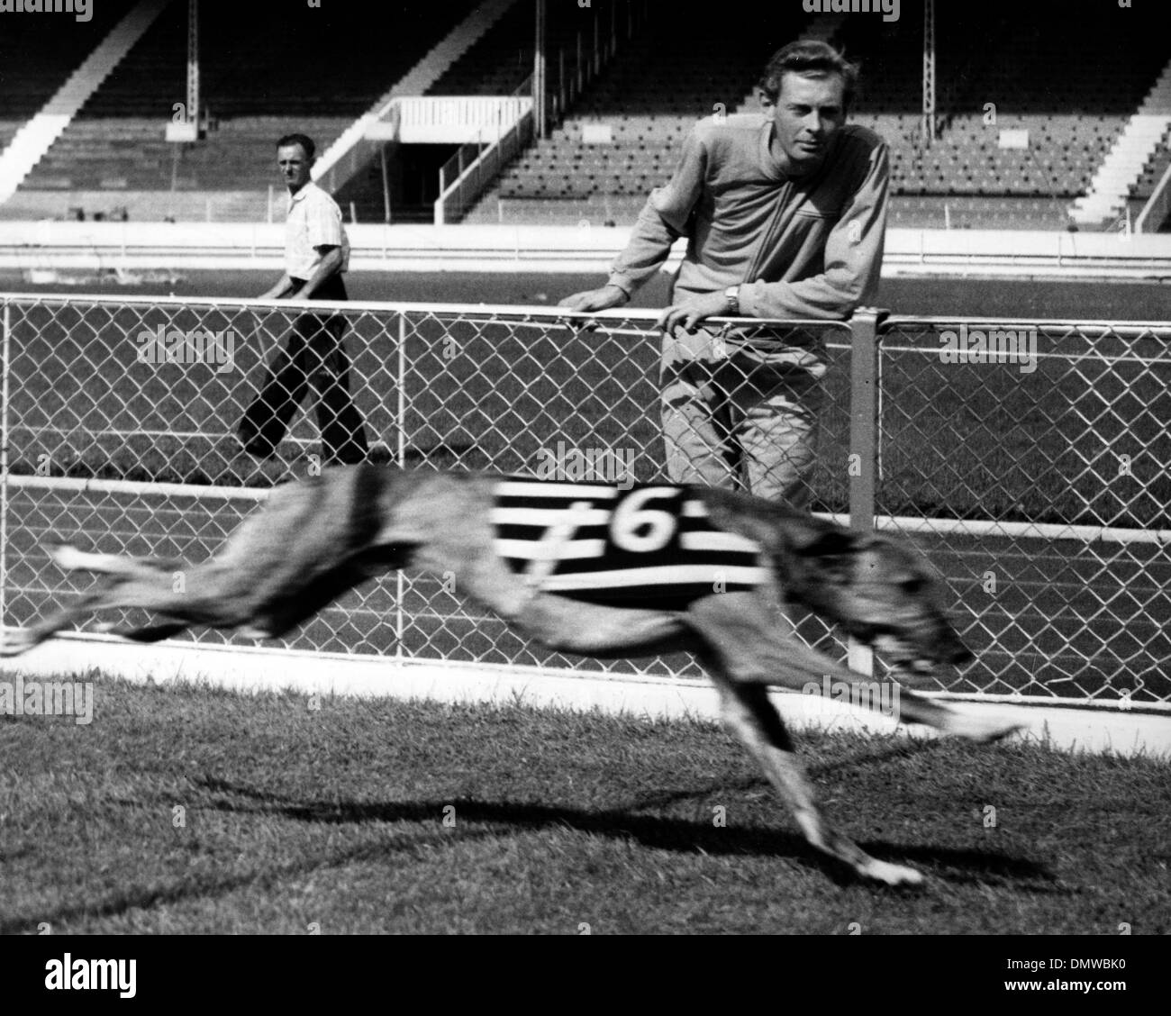 Aug. 15, 1959 - London, England, U.K. - BRIAN HEWSON is one of Britains top athletes. PICTURED: Hewson watching his greyhound ''Clonalvy Romance'' run its first trial which it won. (Credit Image: © KEYSTONE Pictures USA/ZUMAPRESS.com) Stock Photo