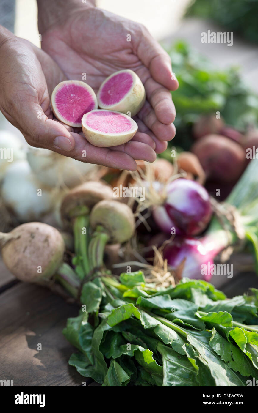 A person holding a handful of fresh root vegetables cut in half. Stock Photo