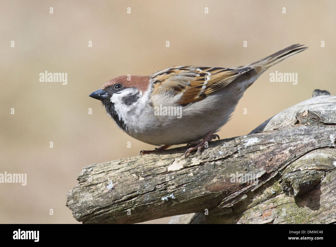 The Eurasian Tree Sparrow (Passer montanus) Stock Photo