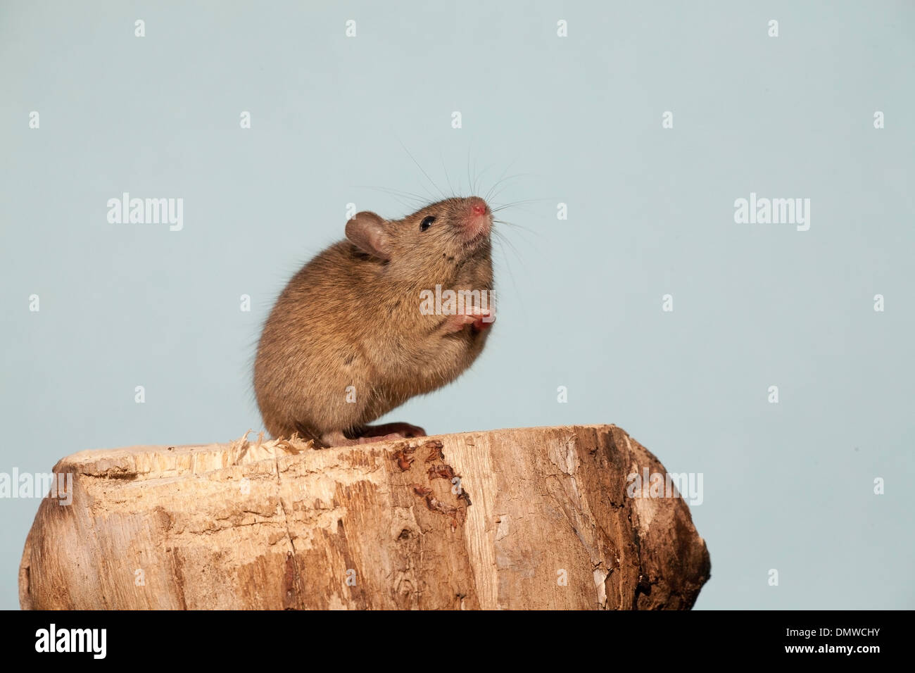 The house mouse (Mus musculus) Stock Photo