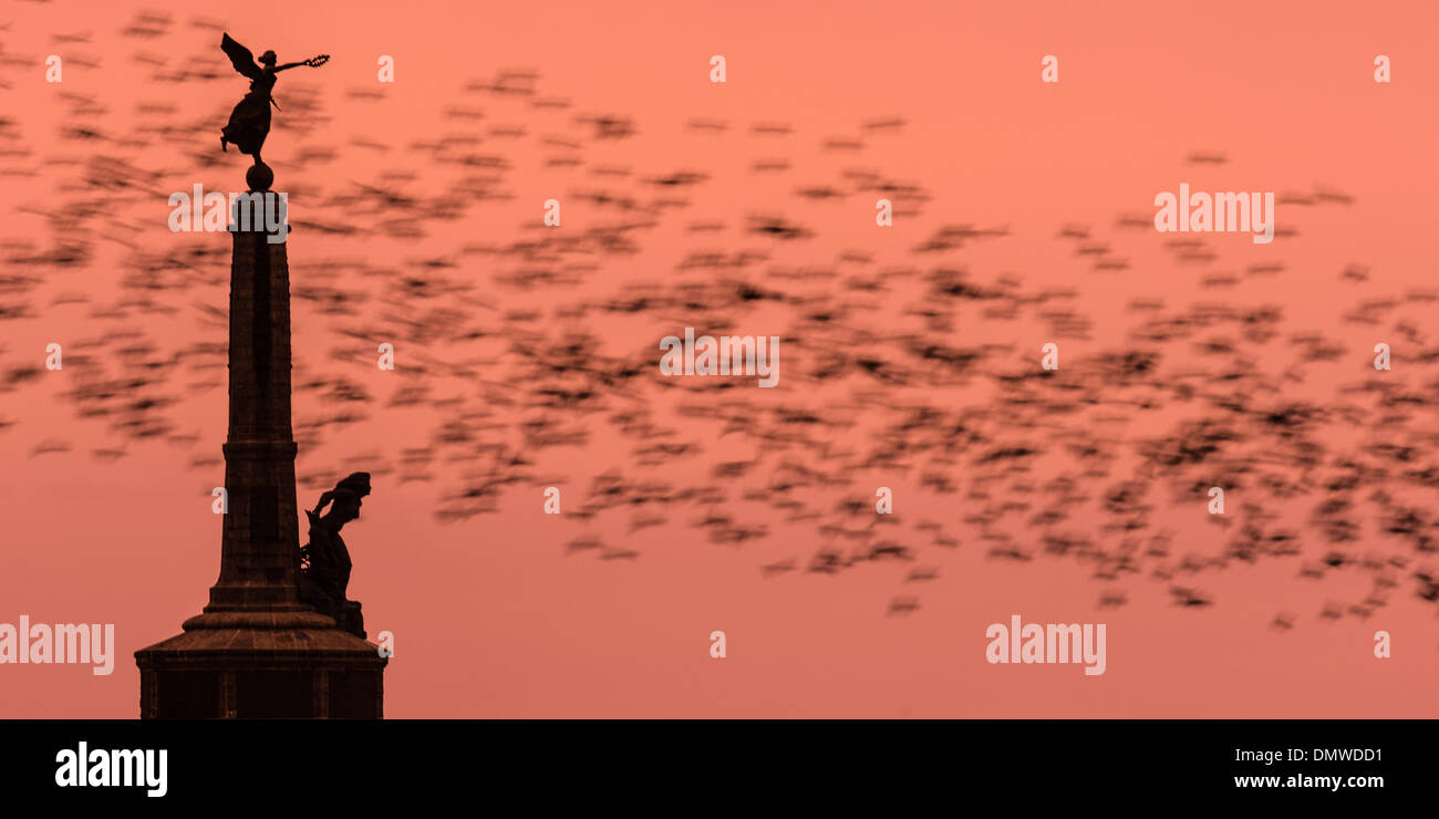 A flock of starlings (murmuration) flying past the iconic silhouette of Aberystwyth war memorial, Wales UK December 16 2013  photo © keith morris Stock Photo