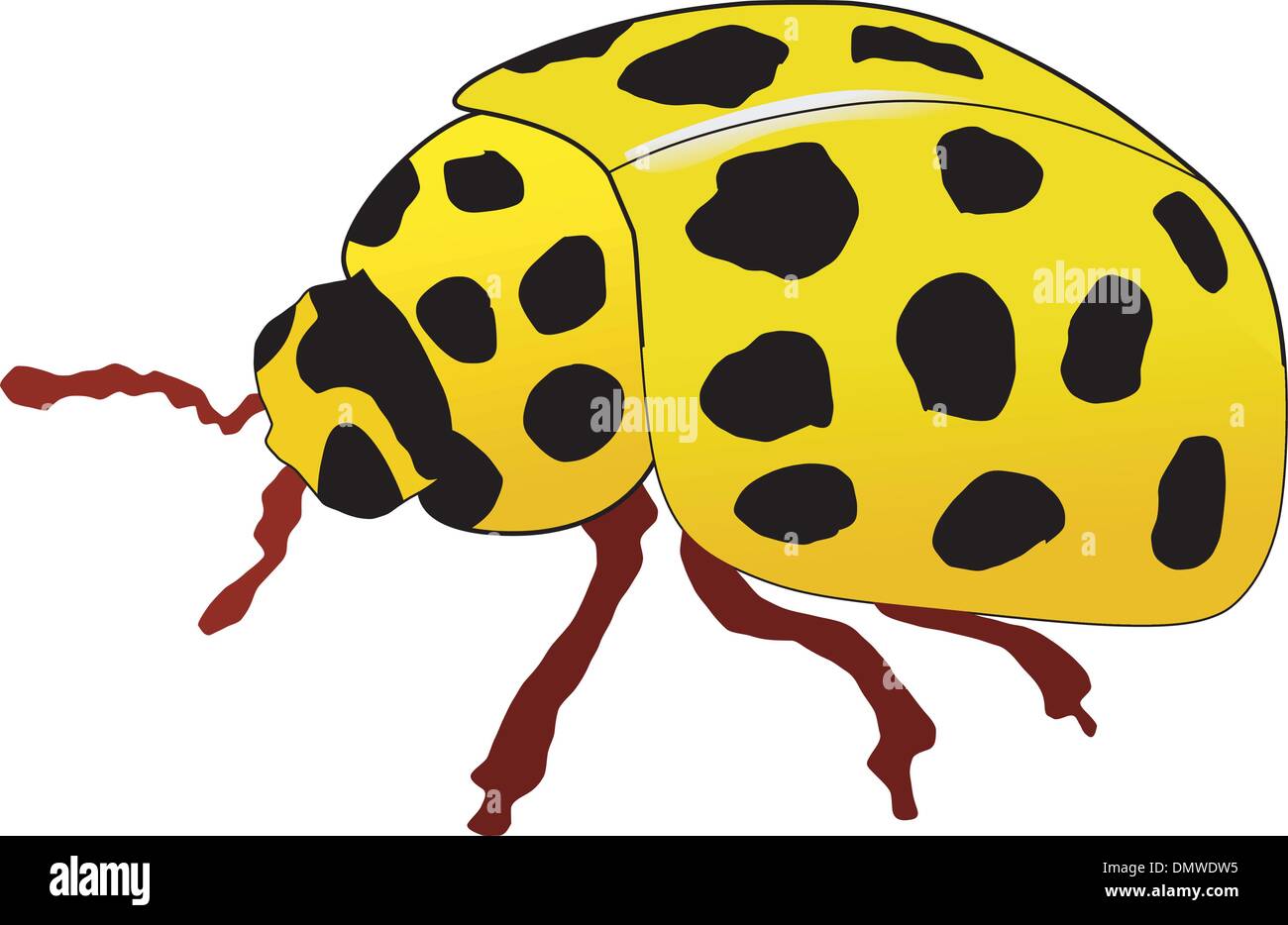 illustration of yellow ladybird Stock Vector Image & Art Alamy