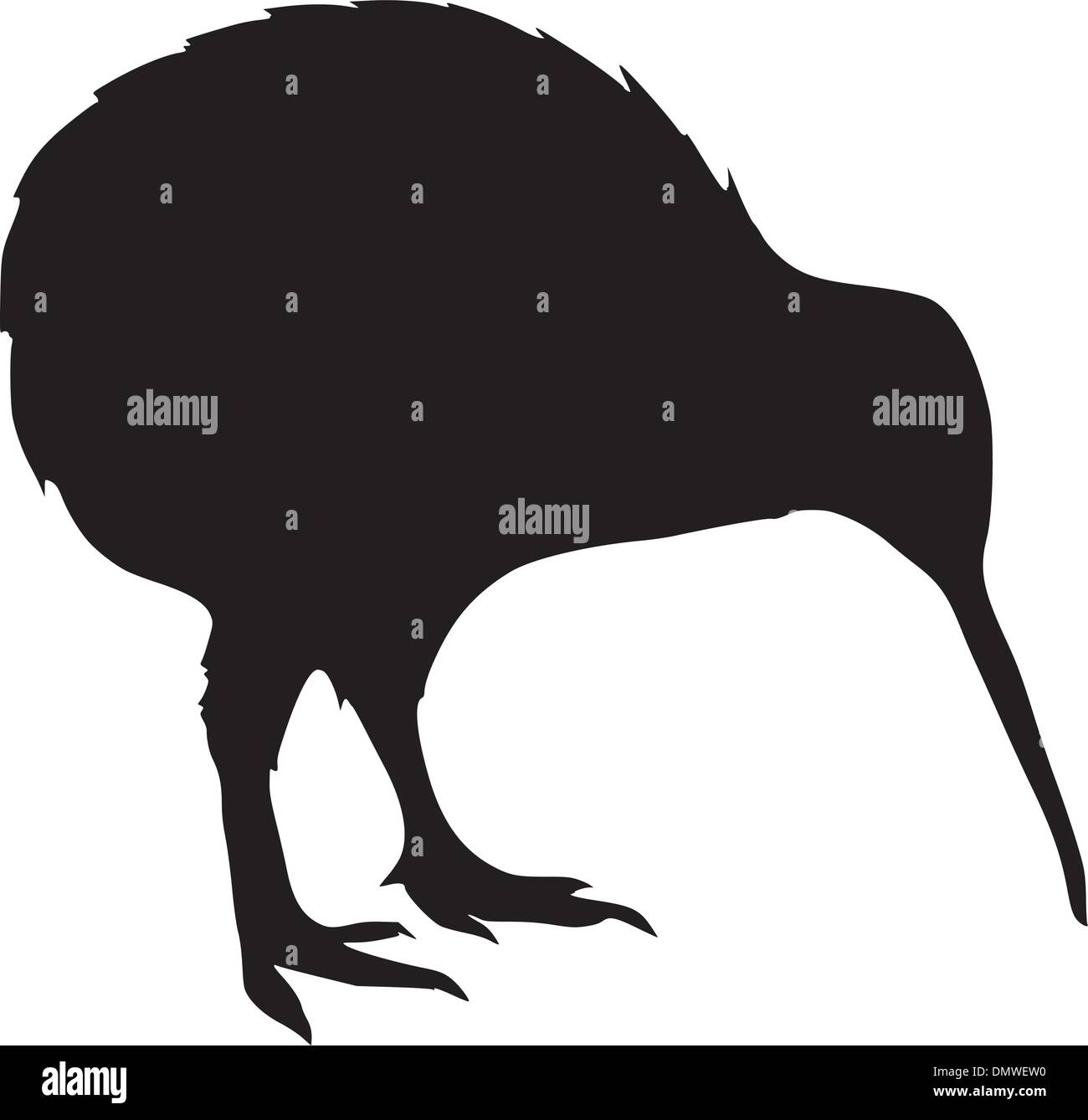 kiwi Stock Vector