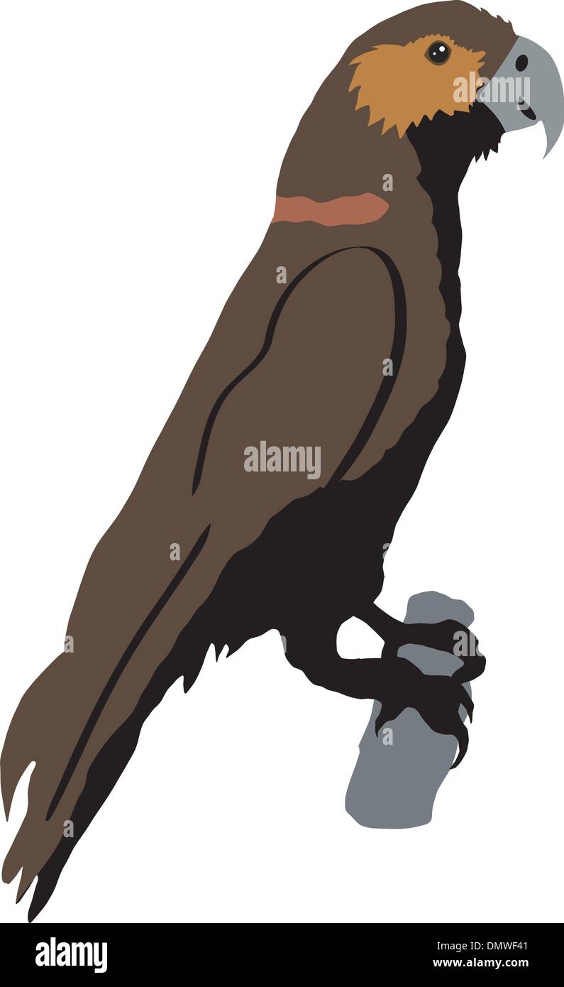 Parrot vector vectors hi-res stock photography and images - Alamy
