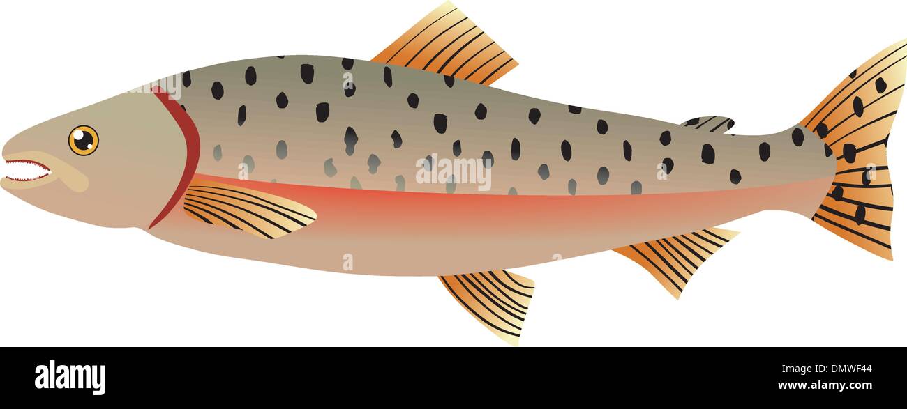 illustration of salmon Stock Vector