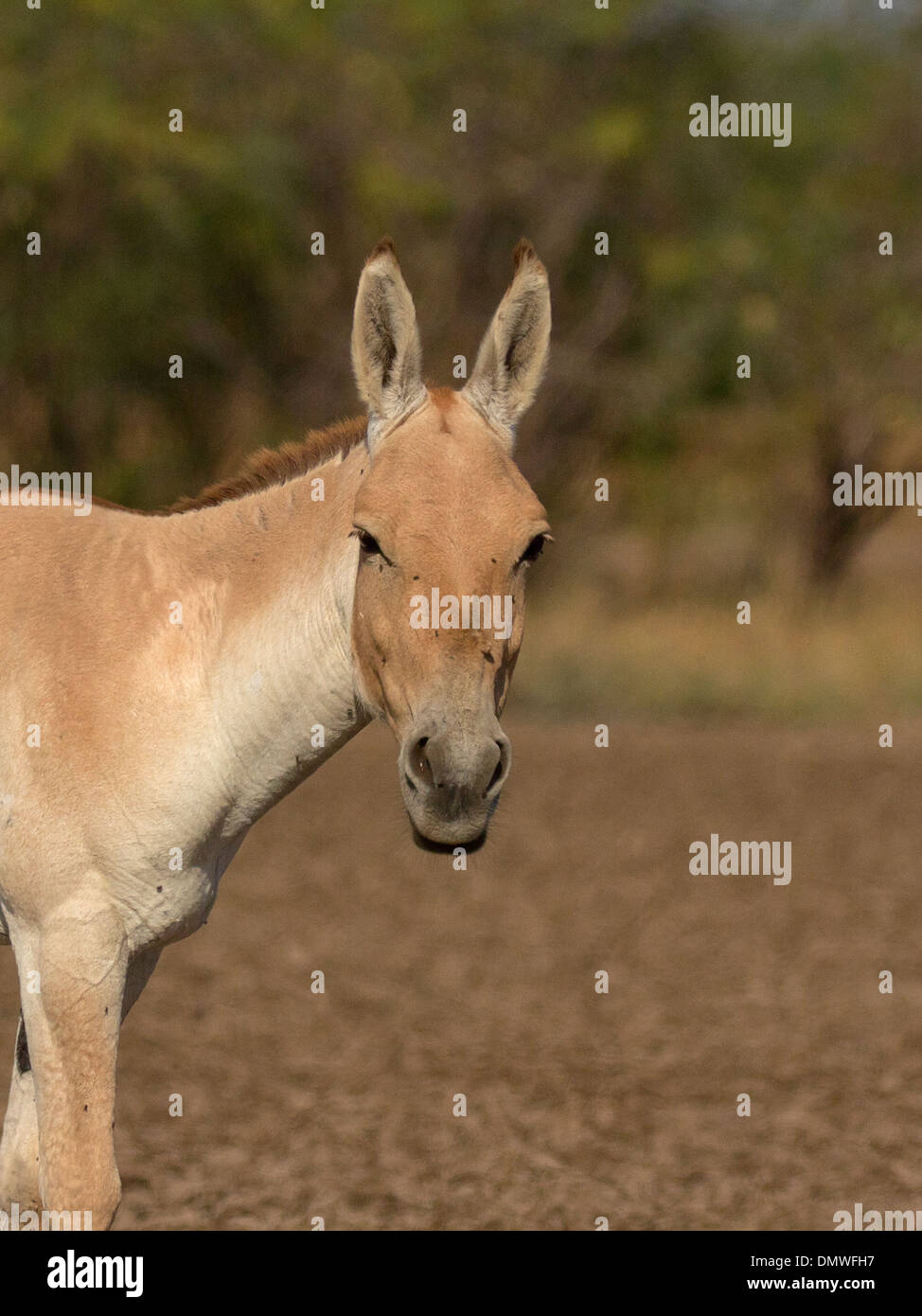 Portrait Of An Indian Wild Ass (Equus Hemionus Khur) At Wild Ass ...