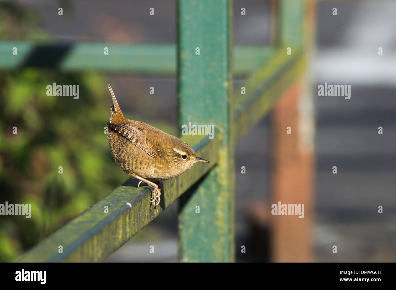 A tiny bird wren sitting on a metal frame of a fence in bright sunshine. Stock Photo