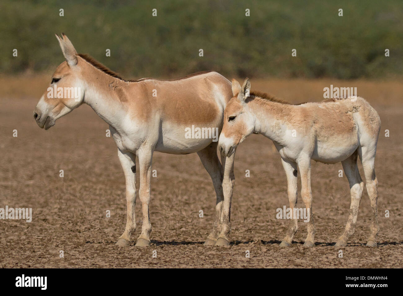 Indian wild ass (Equus hemionus khur) , with a foal at Wild Ass Sanctuary,  Gujarat, India Stock Photo - Alamy