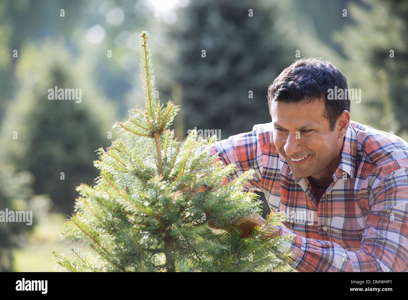 A man pruning an organically grown christmas tree. Stock Photo