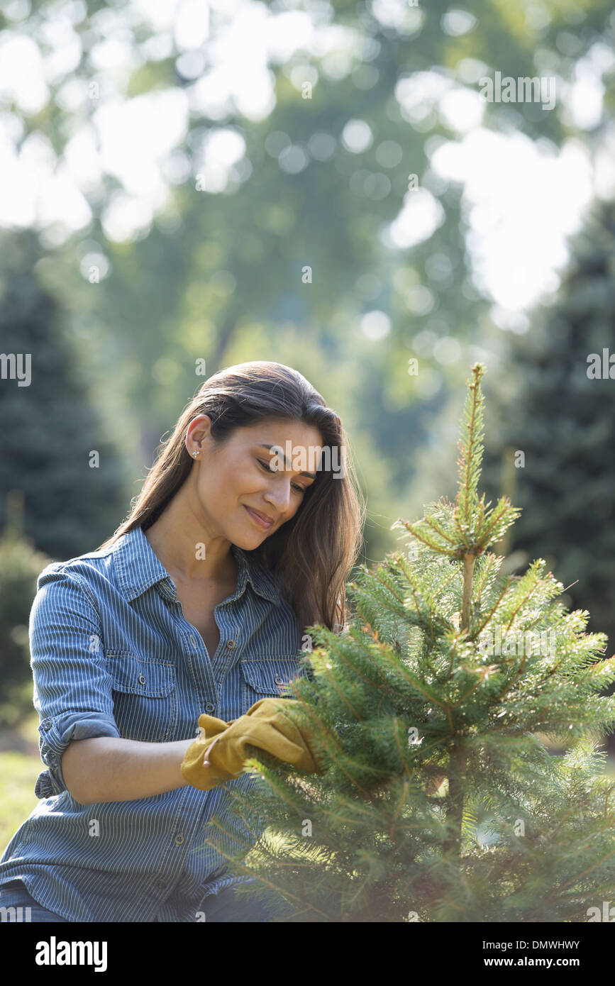 Pruned pine tree hires stock photography and images Alamy