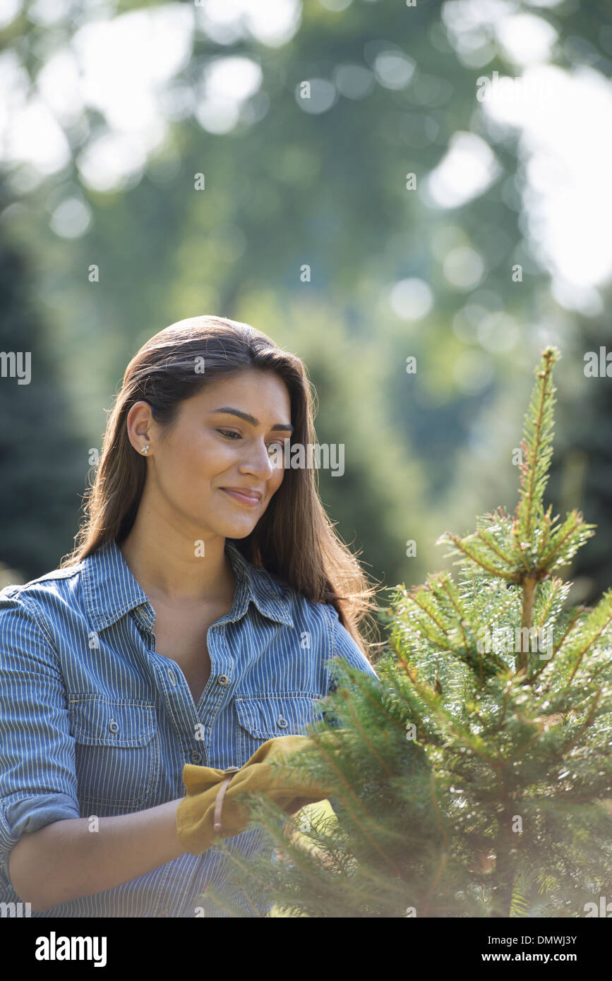 Pruned pine tree hires stock photography and images Alamy
