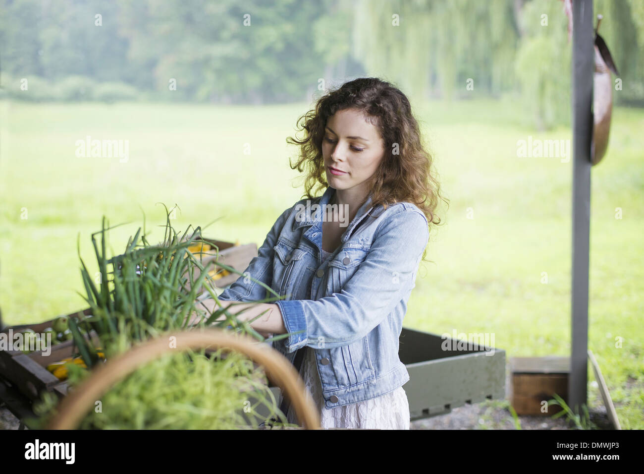 An organic fruit and vegetable farm. A young woman sorting vegetables. Stock Photo