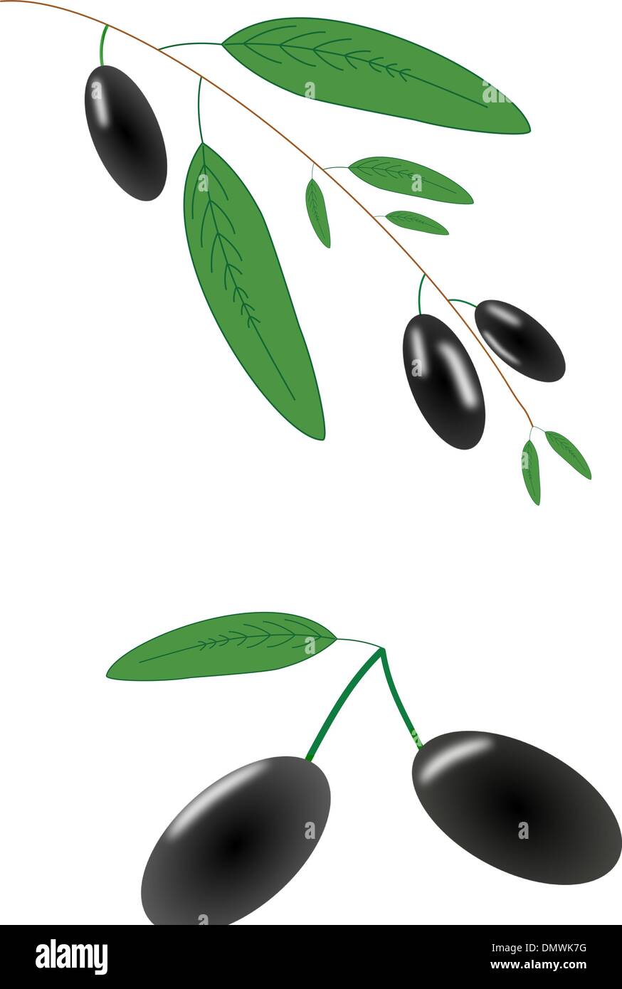 Olive branch illustration Stock Vector Images Alamy