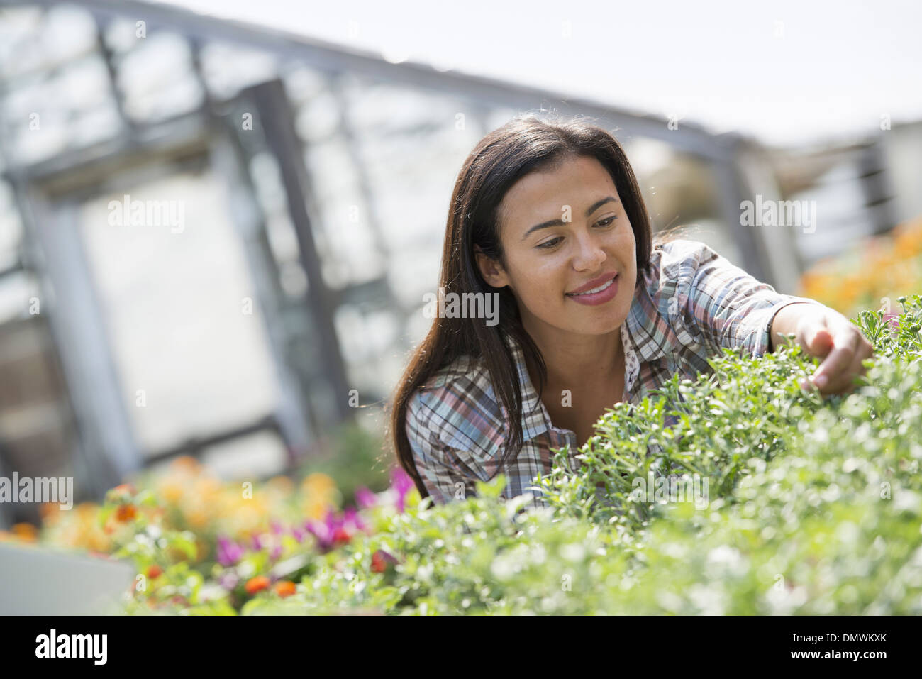 A woman in an organic nursery greenhouse. Stock Photo