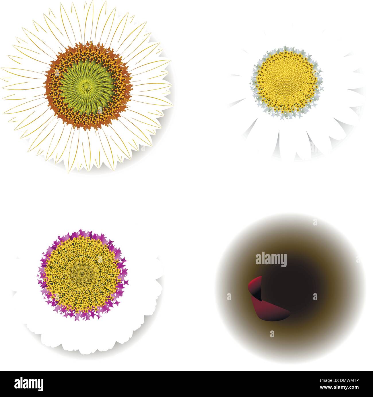 set of flowers Stock Vector Image & Art - Alamy