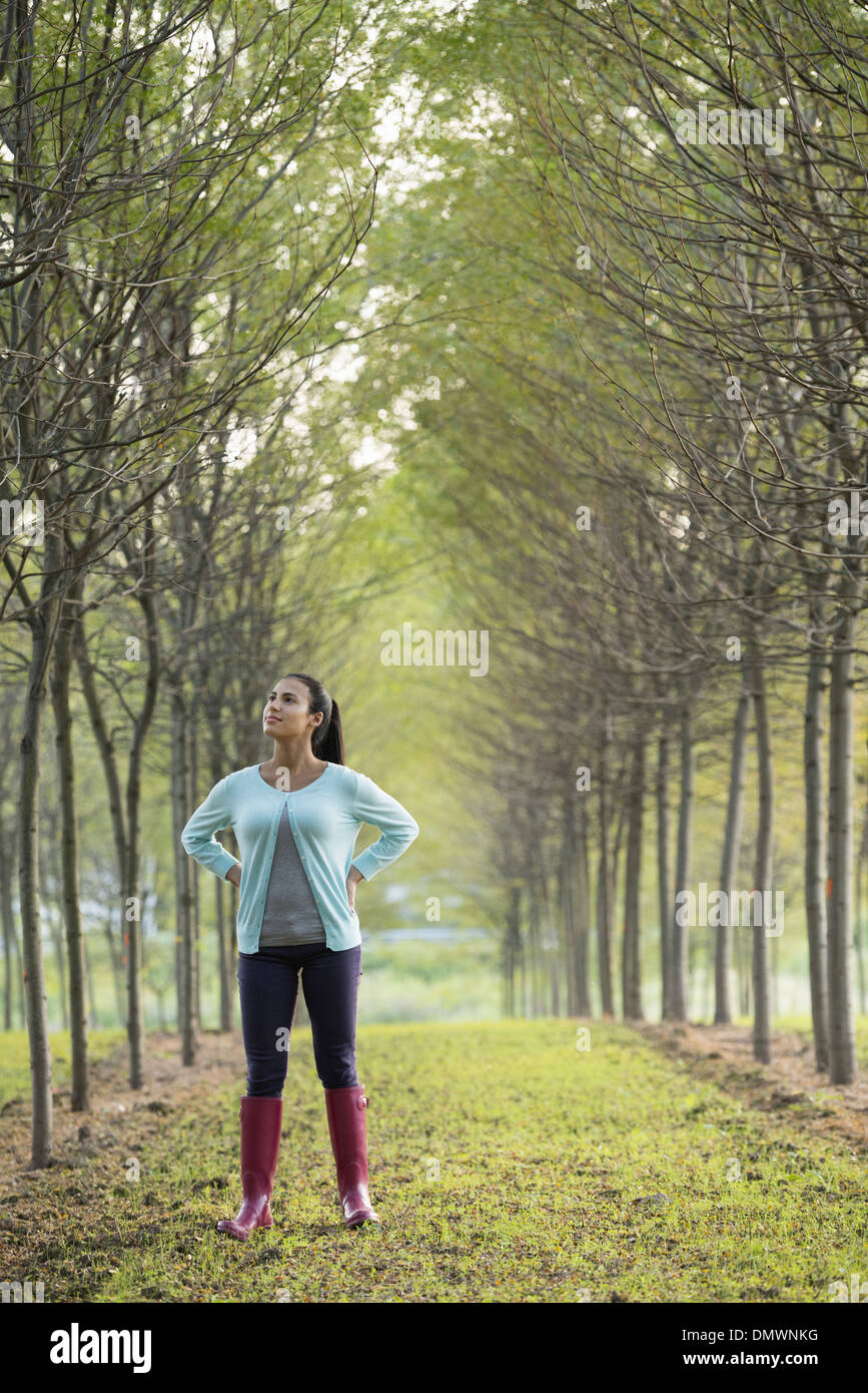 A woman in two rows of trees looking upwards. Stock Photo