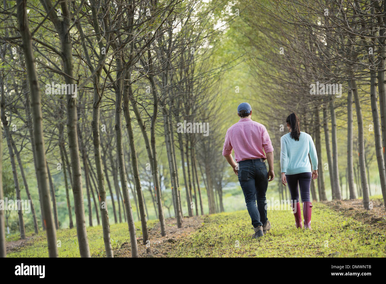 A couple walking between two rows of trees. Stock Photo