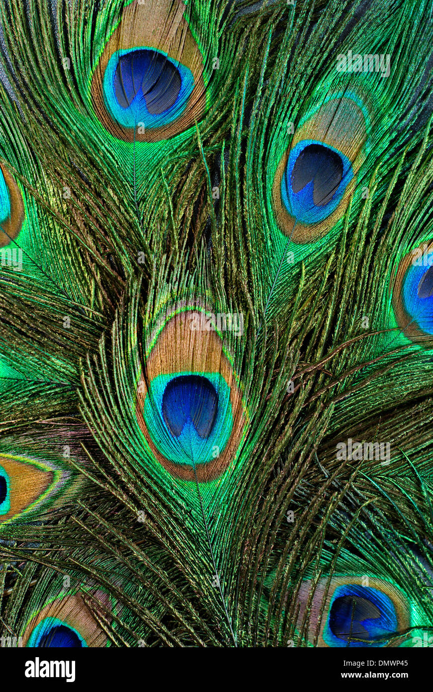 background close-up of feather of a peacock Stock Photo
