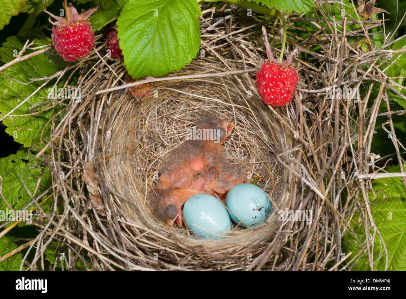 Newborn hungry baby birds in nest on raspberry bush Stock Photo