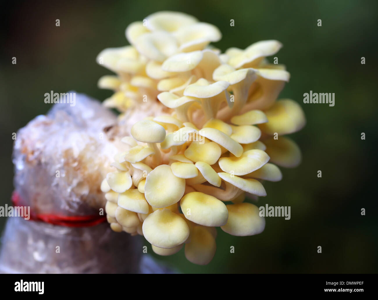Yellow oyster mushroom emerging from seed Stock Photo Alamy