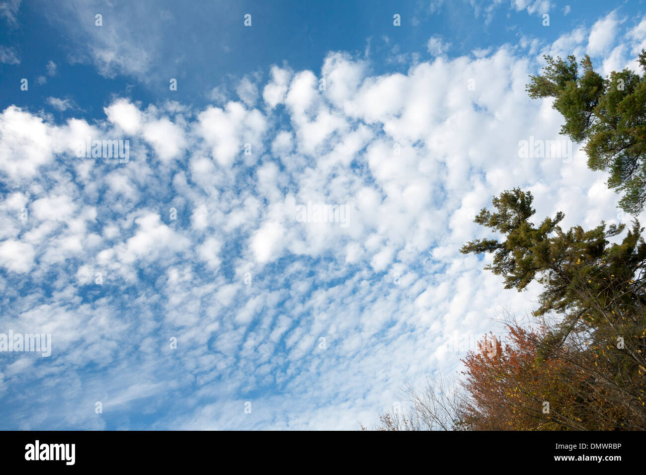 Tree tops, cumulus clouds and blue sky Stock Photo - Alamy