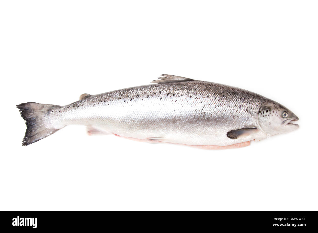 Whole Scottish Atlantic Salmon Salmo salar (3.1kg). Isolated on a white