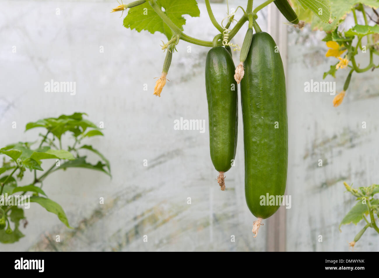 growing mini cucumbers outside