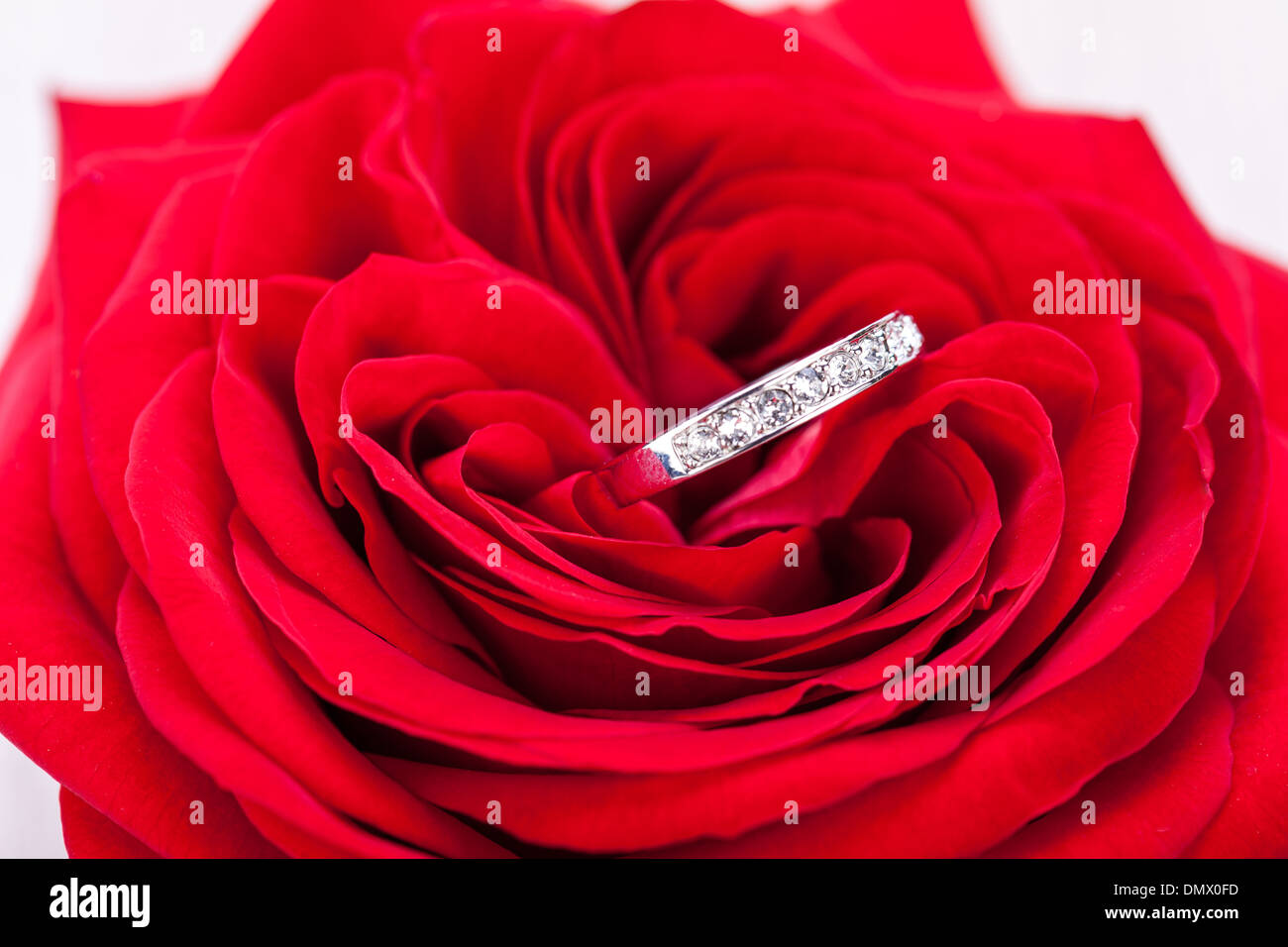 Overhead view of a diamond engagement ring nestling in the heart of a red rose amongst the soft petals Stock Photo