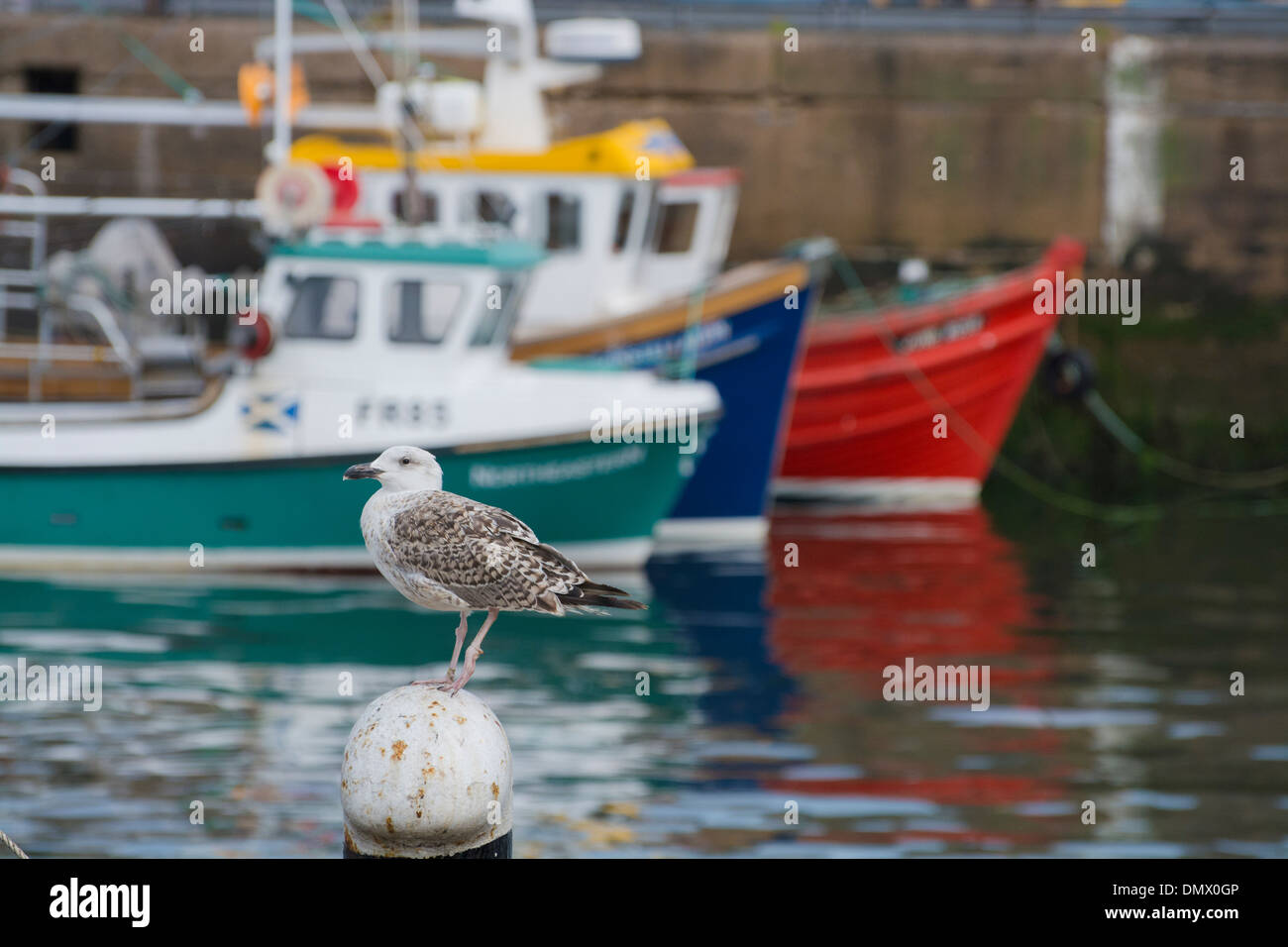 seagull colourful boat hulls fraserburgh harbour Stock Photo