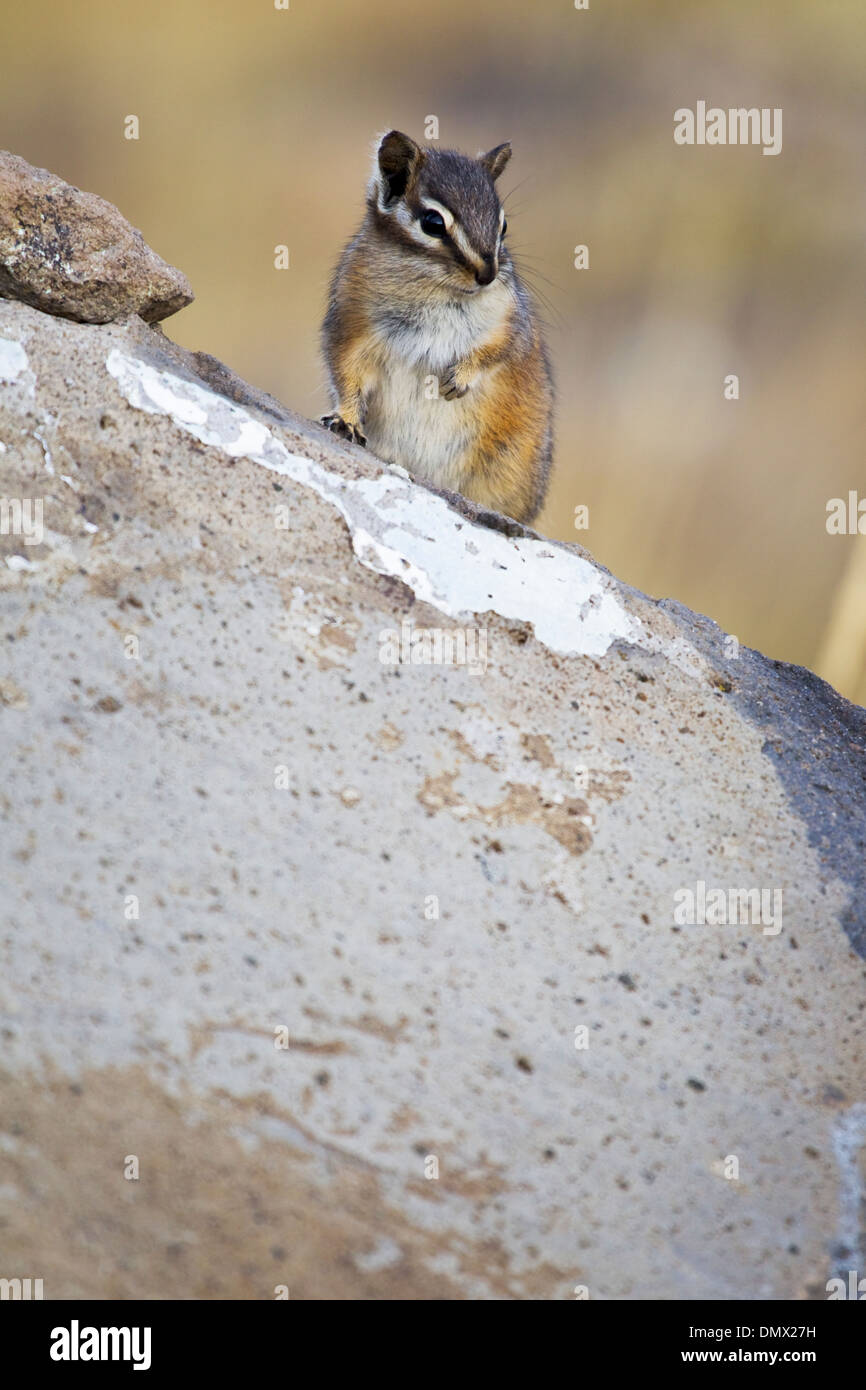 Least Chipmunk Tamias minimus Yellowstone National Park Wyoming, USA MA002645 Stock Photo