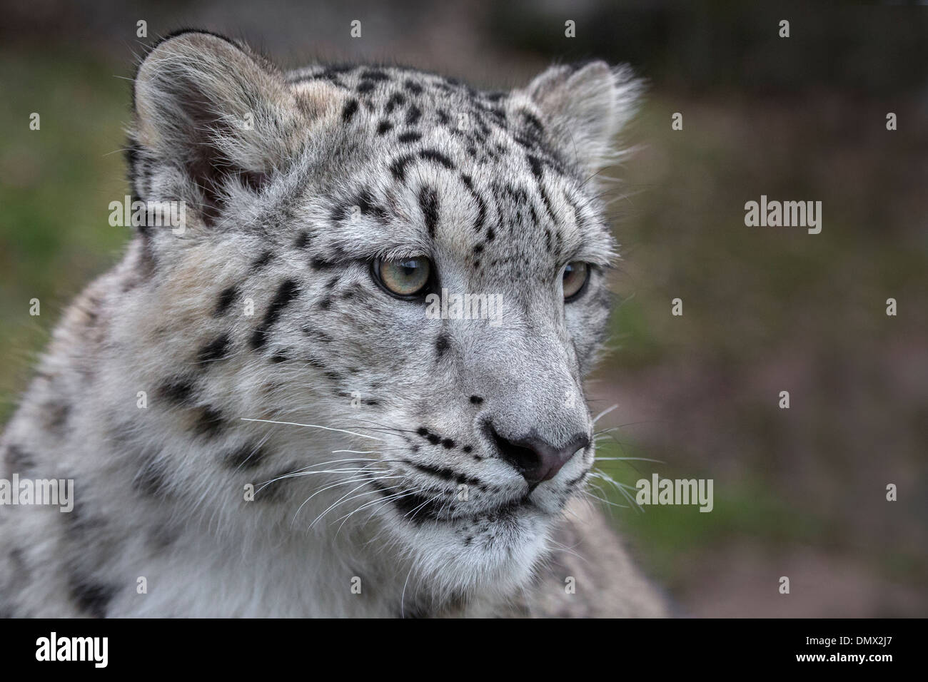 Snow Leopard cub, 7,5 months old Stock Photo