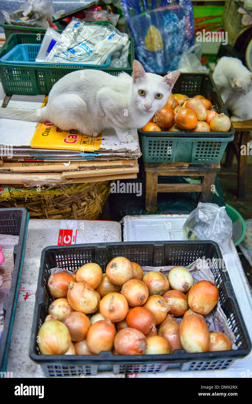 Cat and onions at the market in Chinatown in Bangkok, Thailand Stock Photo