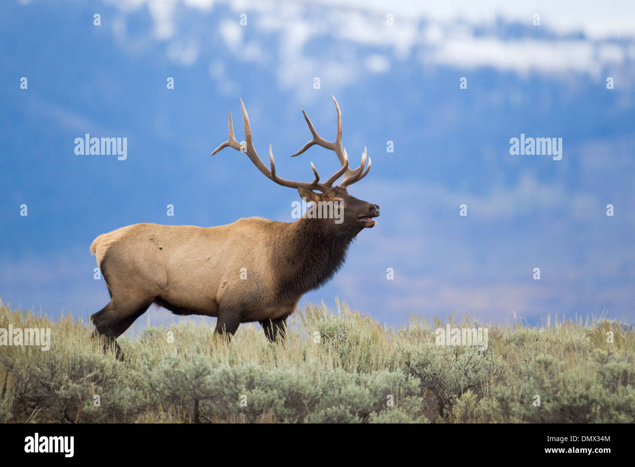 Elk - stag bugling with mountains in background Cervus canadensis Grand Tetons National Park Wyoming. USA MA002670  Stock Photo