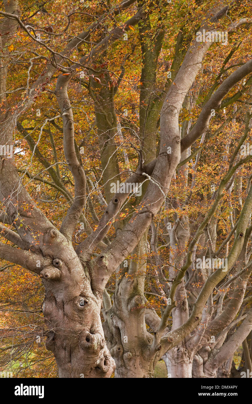 The beech avenue at Kingston Lacy in full autumn colour Stock Photo Alamy