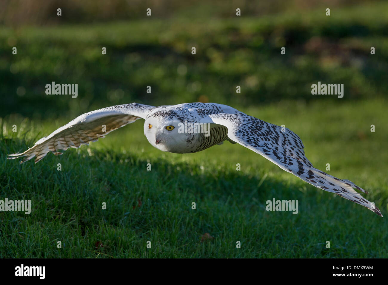Snowy Owl in flight Stock Photo