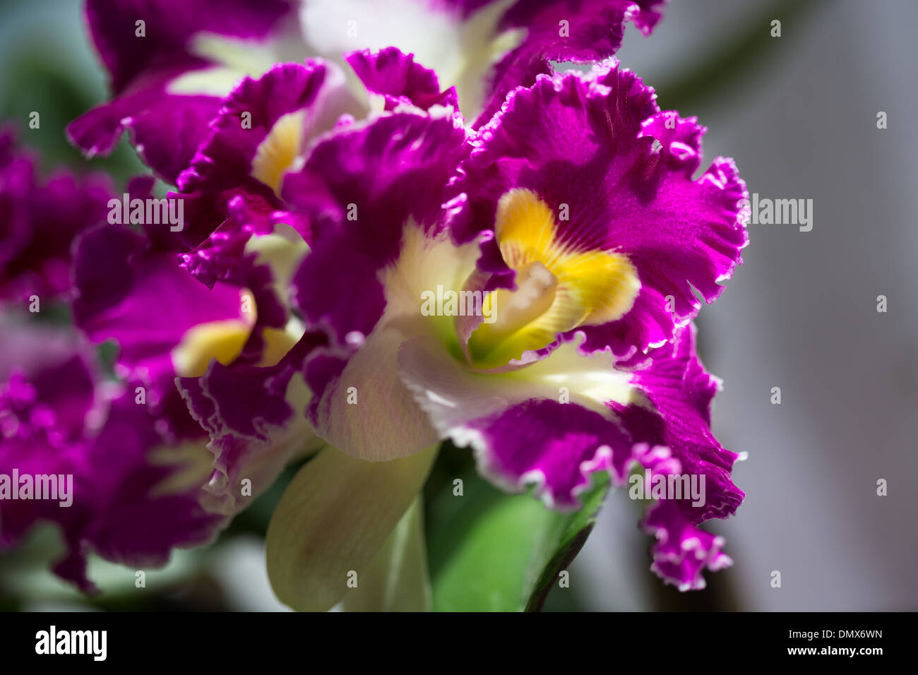 Macro of three Laelia cattleya  orchid flowers. Stock Photo