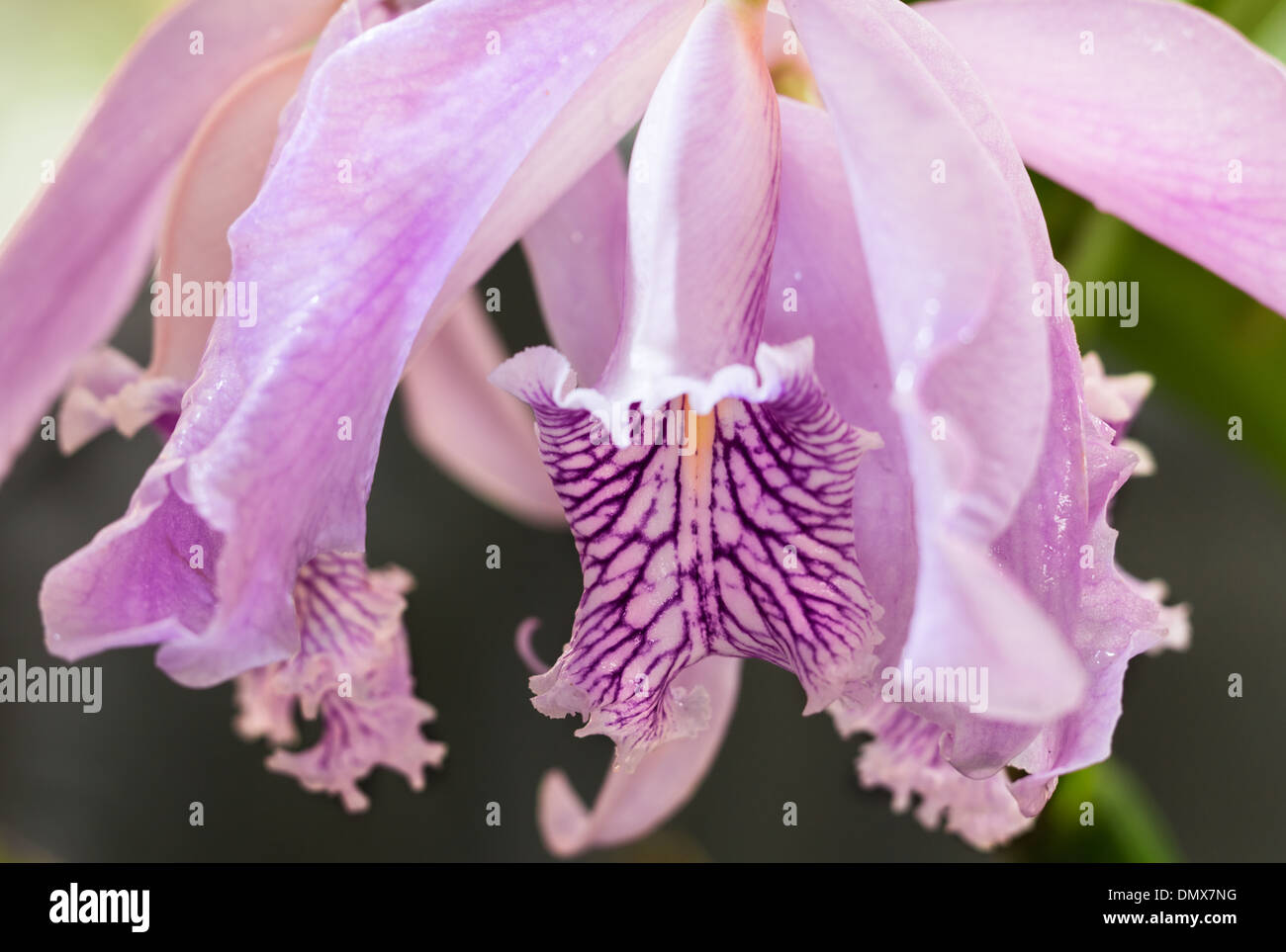 Macro, lilac purple  orchid native of South America Stock Photo
