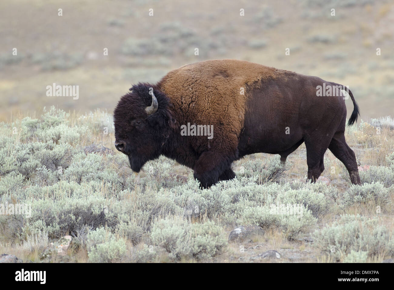 Bison - walking through sagebrush Bison bison Yellowstone National Park Wyoming. USA MA002803 Stock Photo