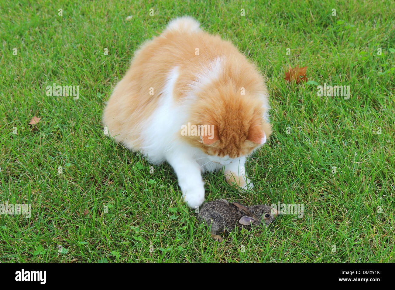 Orange and white domestic longhair cat (Felis catus) with a baby eastern cottontail rabbit (Sylvilagus floridanus) Stock Photo