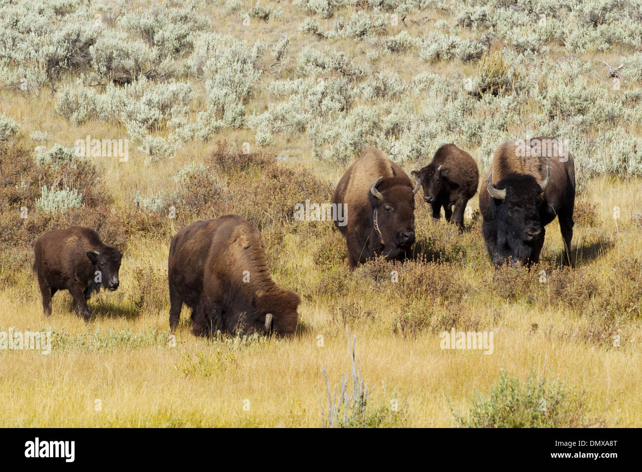 Bison Bison bison Yellowstone National Park Wyoming. USA MA002833 Stock Photo