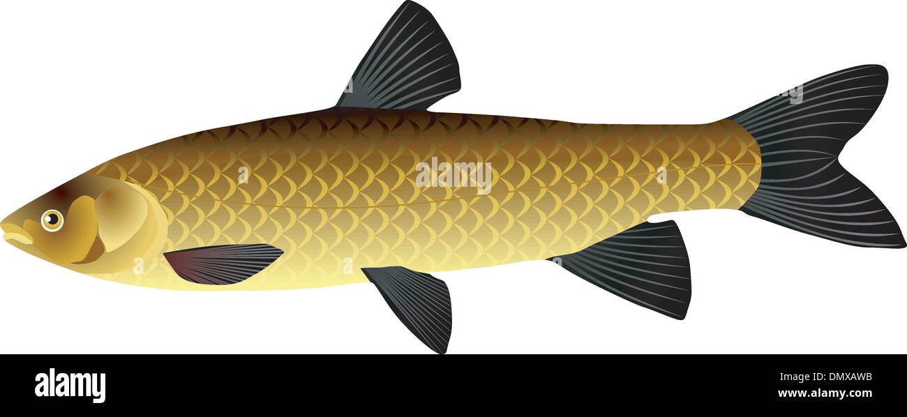 vectors Chinese carp Stock Vector