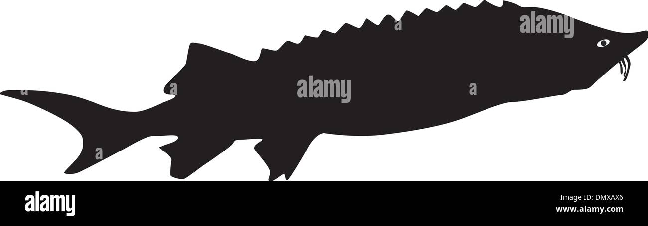 Beluga sturgeon huso huso Stock Vector Images - Alamy