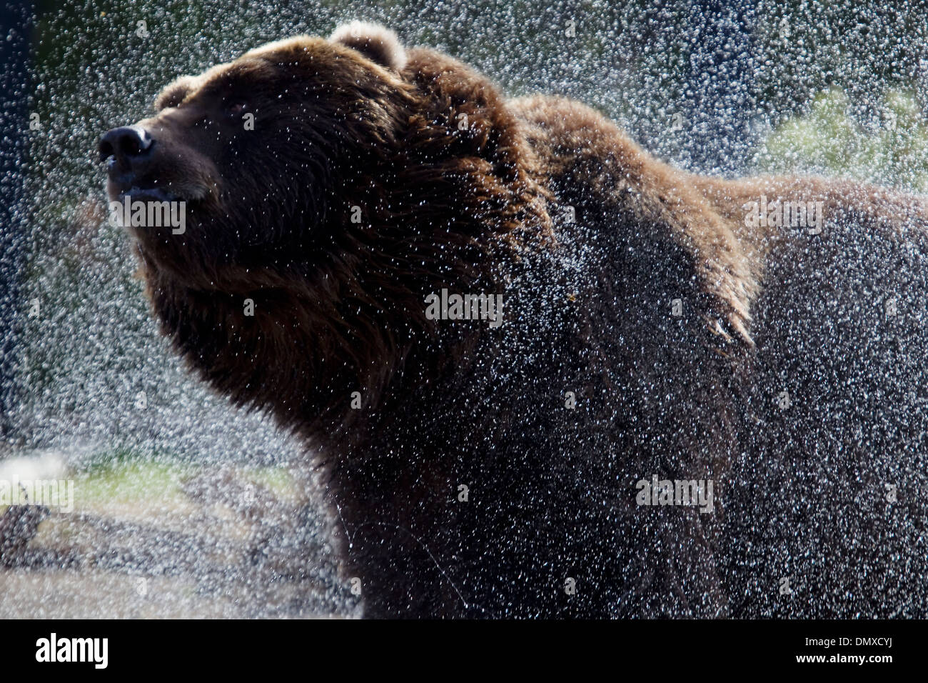 Grizzly Bear - washing Ursus arctos horribilis Captive MA002887 Stock Photo