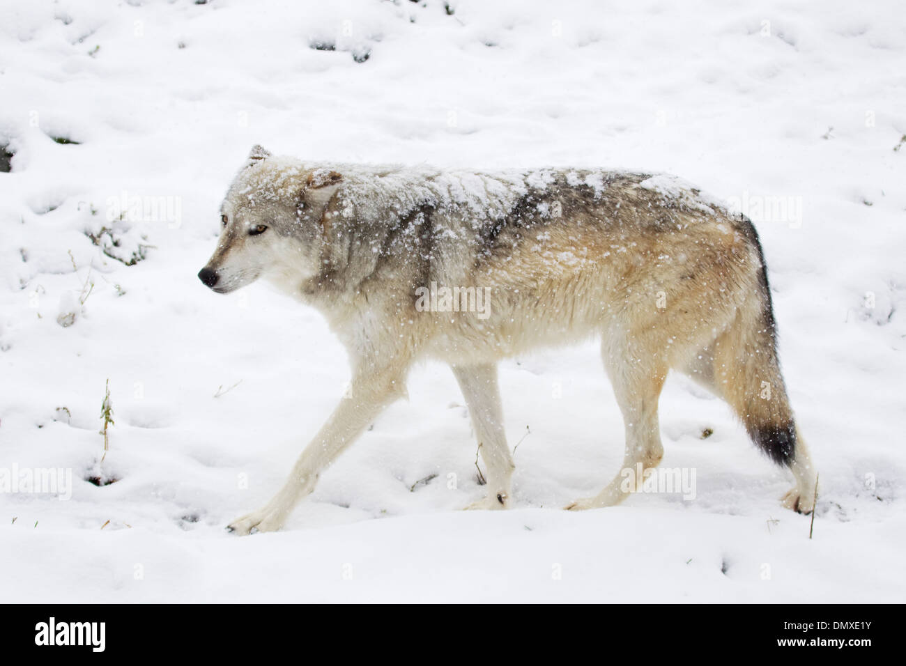Grey Wolf - in snow Canis lupus Captive MA002951 Stock Photo