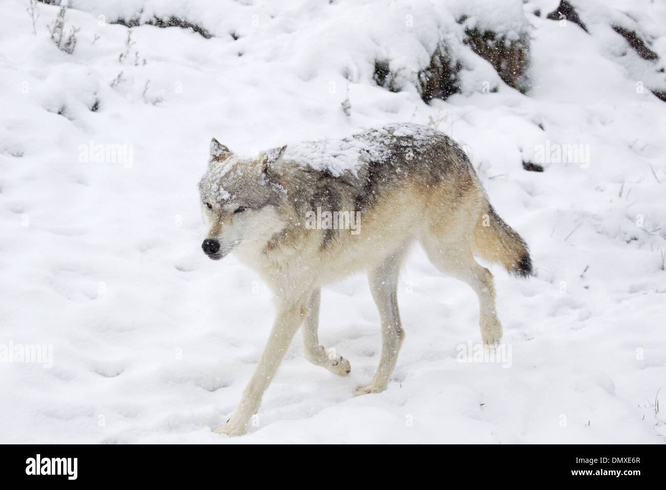 Grey Wolf - in snow Canis lupus Captive MA002947 Stock Photo