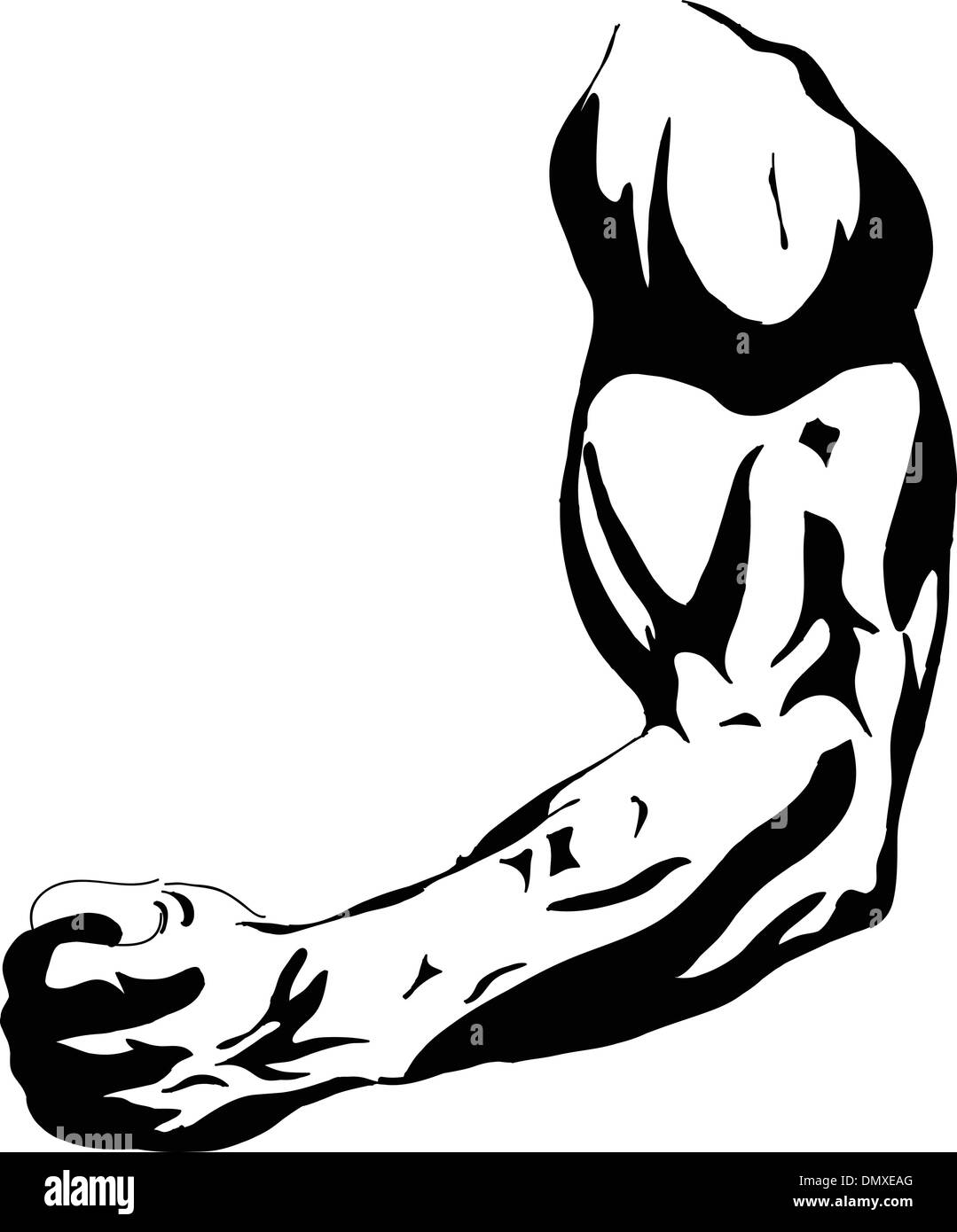 Biceps and Triceps Vector Images (over 1,900)