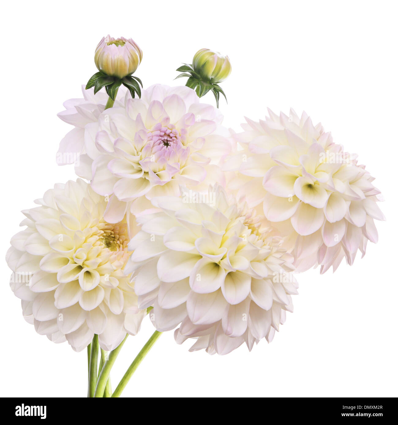 Dahlia. White flowers isolated on a white background Stock Photo - Alamy