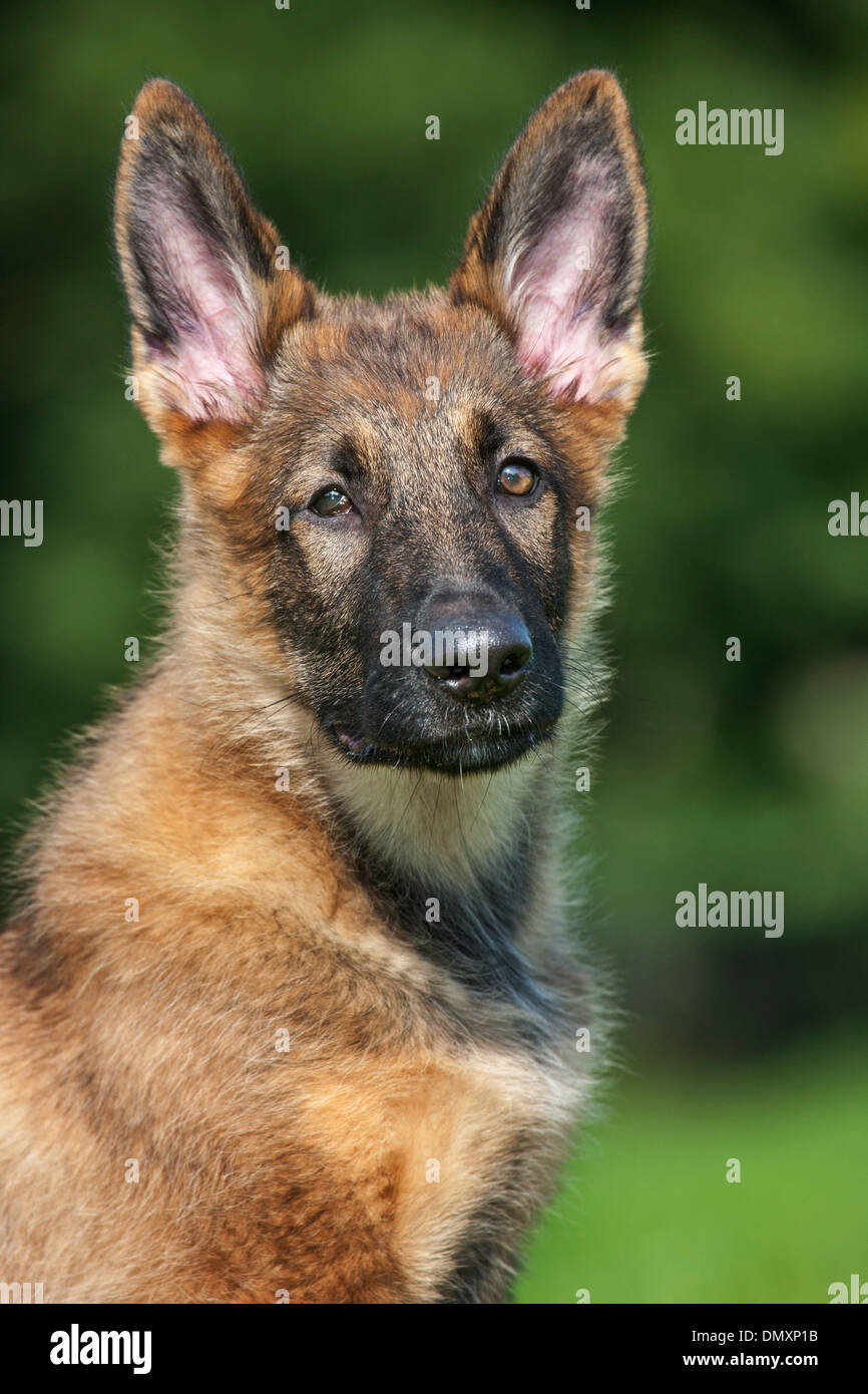 German shepherd dog (Canis lupus familiaris) close up of pup sitting in ...