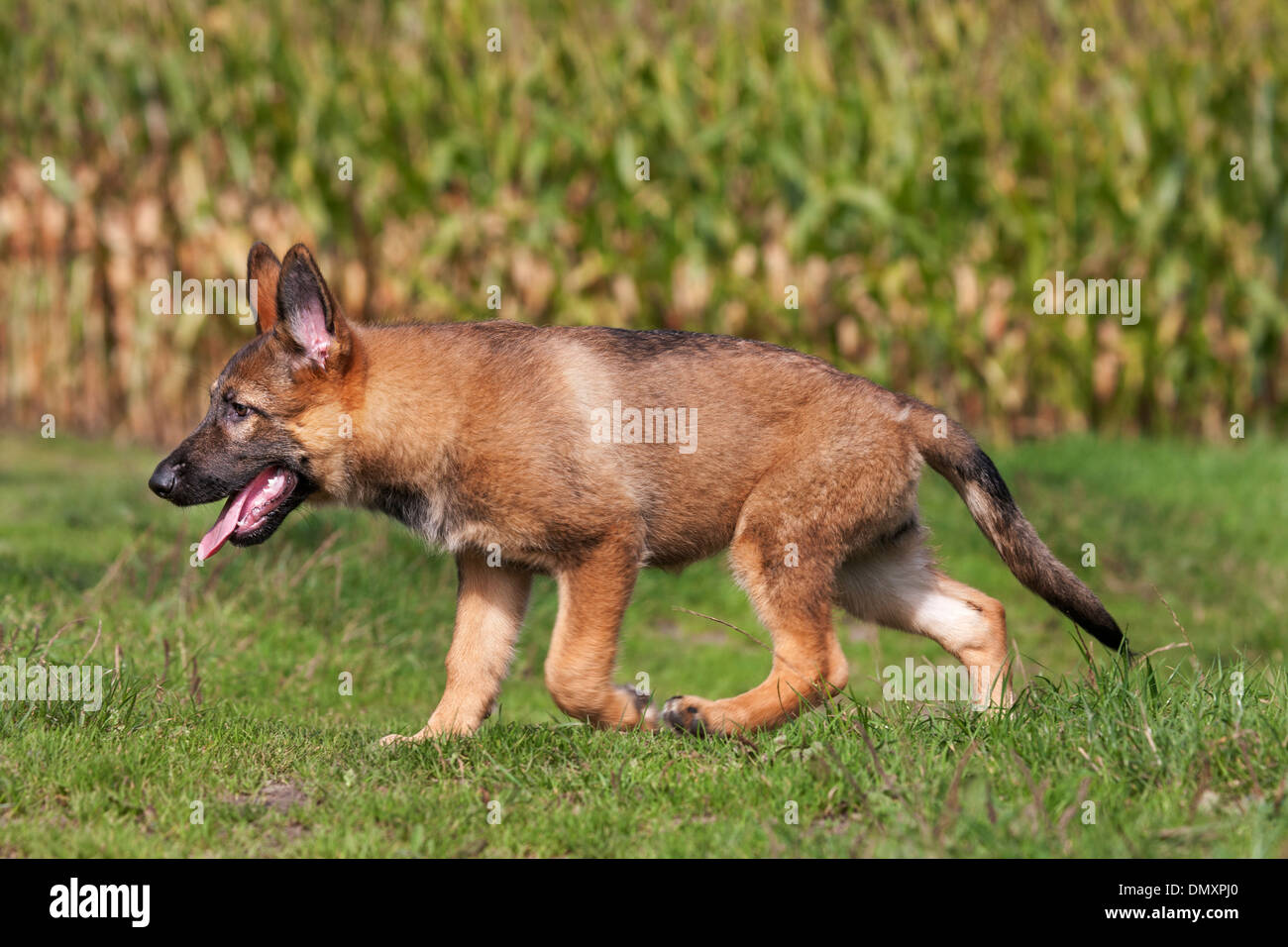 Curious German shepherd dog (Canis lupus familiaris) pup running and exploring field Stock Photo