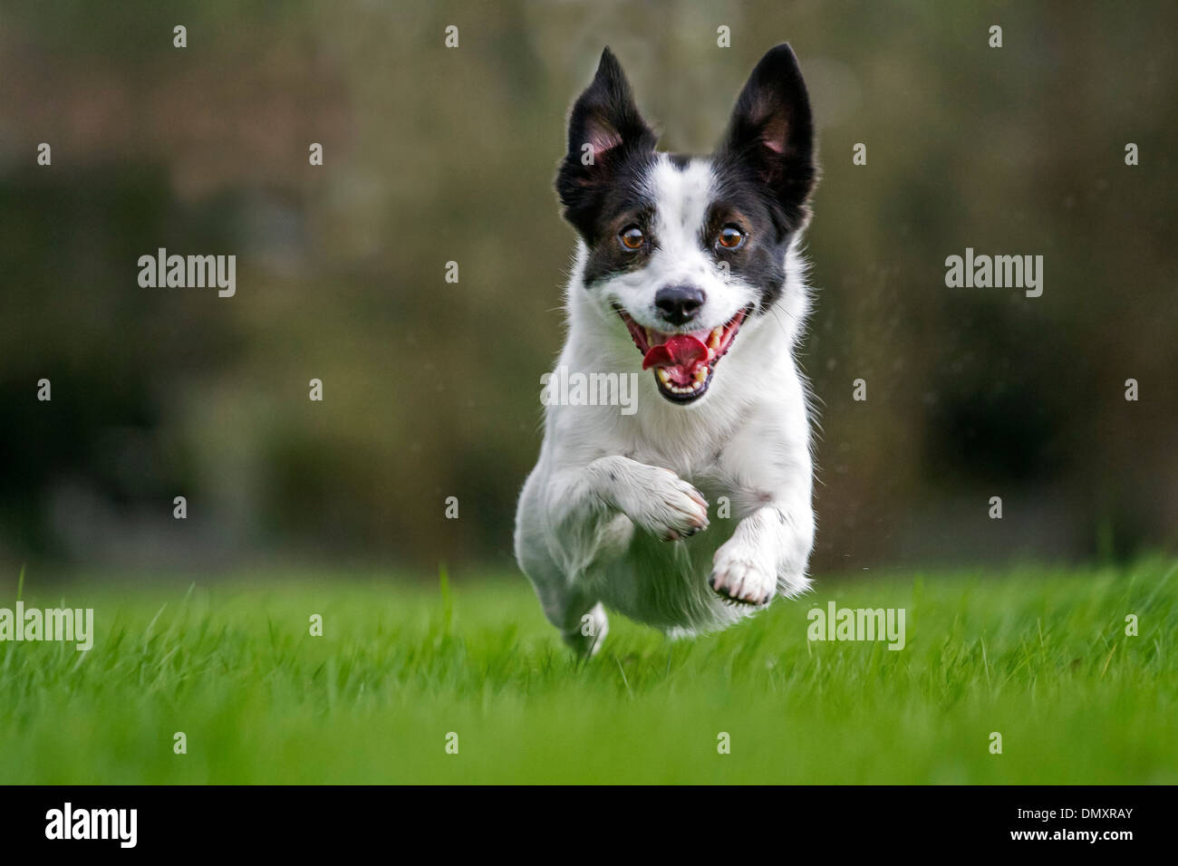 Happy Jack Russell terrier dog running outside on lawn in garden Stock Photo